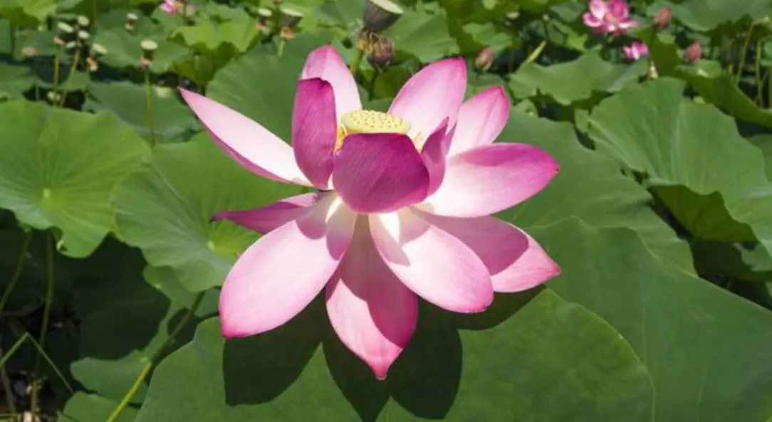 莲芽的功效与营养价值